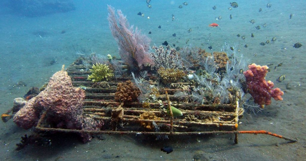 مجوز کاشت و پرورش مرجان‌
