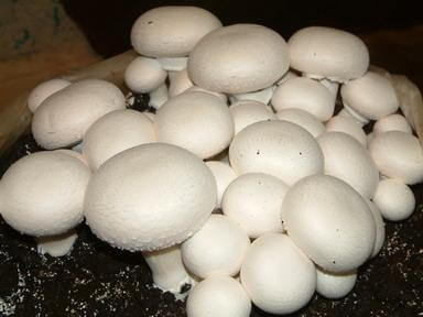 مجوز پرورش قارچ خوراکی