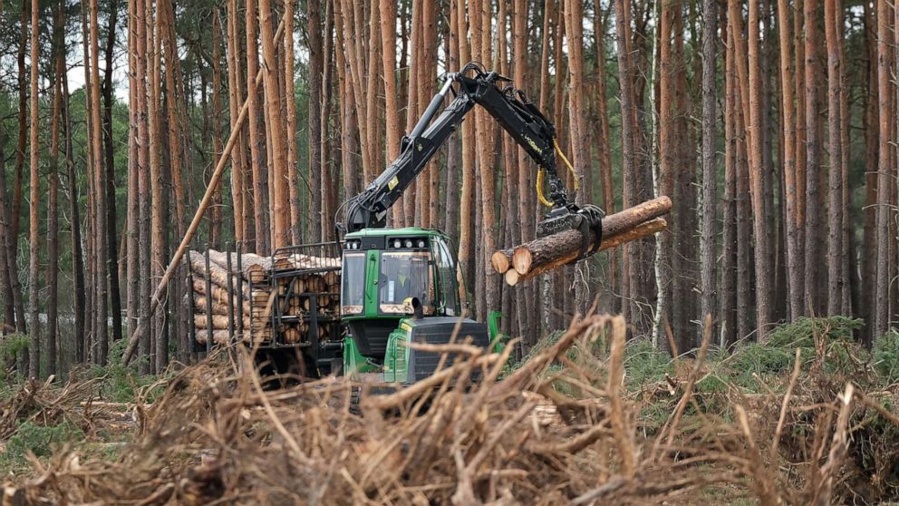 مدارک اخذ مجوز بریدن و حمل درختان جنگل