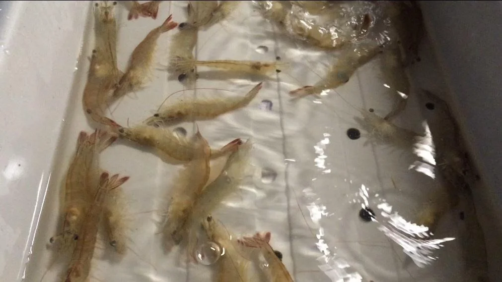 SHRIMP شرایط دریافت پروانه مرکز پرورش و تکثیر ماهی و میگو